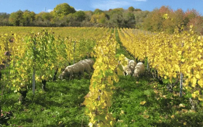 Les vignes à l’automne