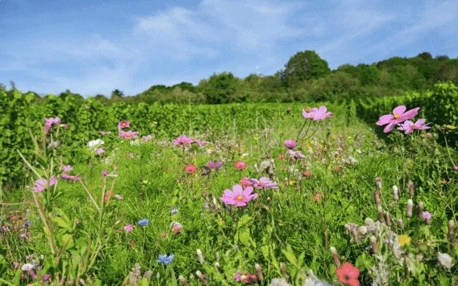 Fleurs sauvages entre les rangs