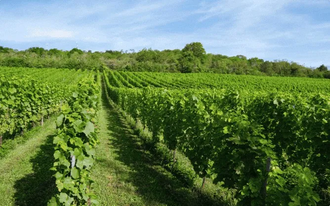 Les rangs de vigne au printemps